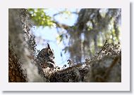 Great Horned Owl with chick