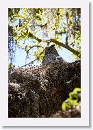 Great Horned Owl with chick