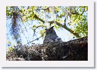 Great Horned Owl with chick