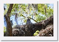 Great Horned Owl with chick