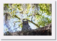 Great Horned Owl with chick