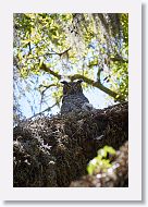 Great Horned Owl with chick