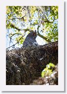 Great Horned Owl with chick