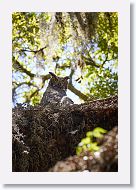 Great Horned Owl with chick