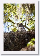 Great Horned Owl with chick