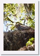 Great Horned Owl with chick