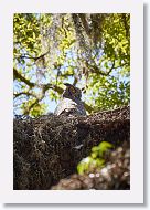 Great Horned Owl with chick