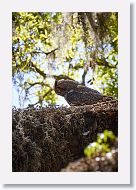 Great Horned Owl with chick