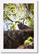 Great Horned Owl