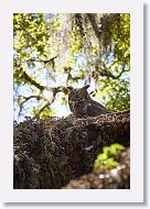 Great Horned Owl