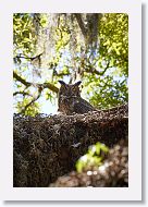Great Horned Owl