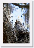 Great Horned Owl