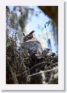Great Horned Owl