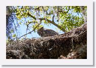 Great Horned Owl