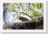 Great Horned Owl
