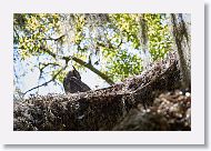 Great Horned Owl