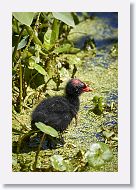 Common Gallinule chick