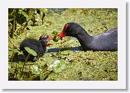 Common Gallinule with chick