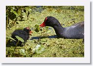 Common Gallinule with chick