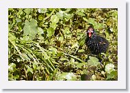 Common Gallinule chick