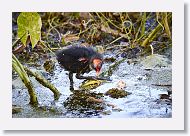 Common Gallinule chick