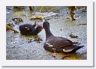 Common Gallinule with chick