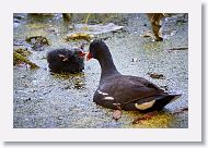 Common Gallinule with chick