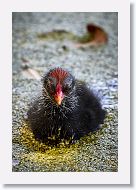Common Gallinule chick