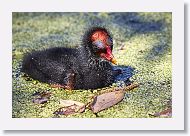 Common Gallinule chick