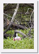 Roseatte Spoonbill