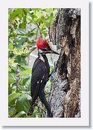 Pileated Woodpecker