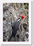 Pileated Woodpecker
