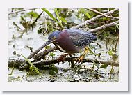 Green Heron