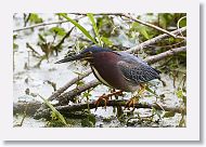 Green Heron