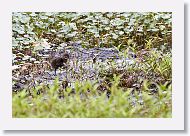 Limpkin chick