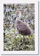 Limpkin chick
