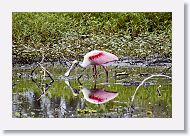 Roseatte Spoonbill