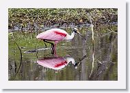 Roseatte Spoonbill