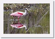Roseatte Spoonbill