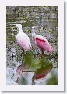 Roseatte Spoonbills