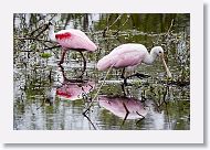 Roseatte Spoonbills