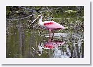 Roseatte Spoonbill