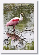 Roseatte Spoonbill