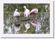Roseatte Spoonbills