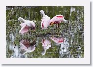 Roseatte Spoonbills