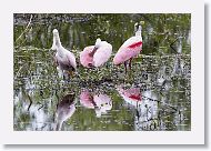 Roseatte Spoonbills