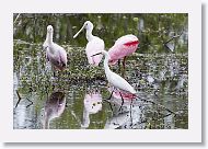 Roseatte Spoonbills