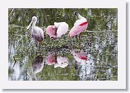 Roseatte Spoonbills