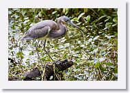 Tricolored Heron