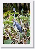 Tricolored Heron